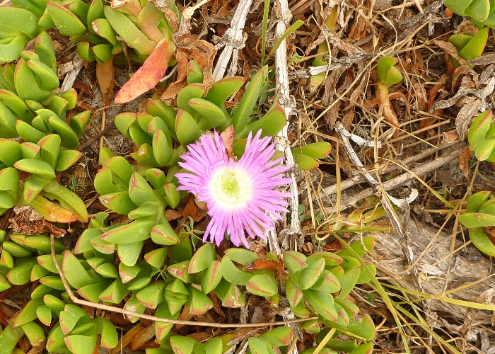 Australian Coastal Plants Aizoaceae